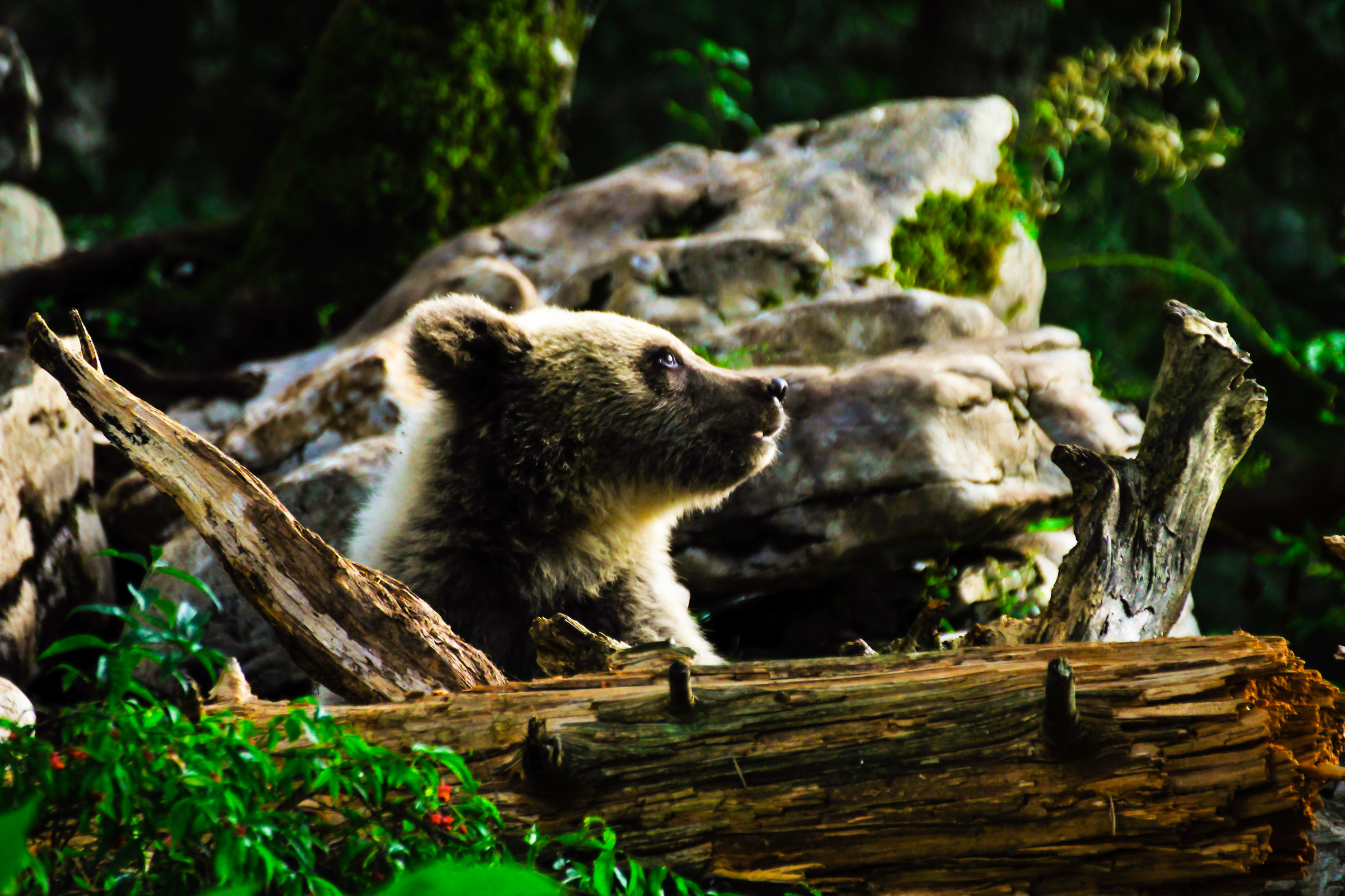 Cucciolo di orso bruno