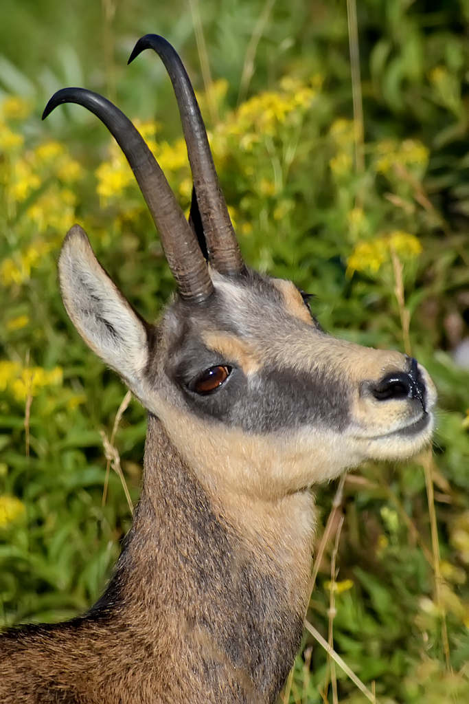 Primo piano di camoscio