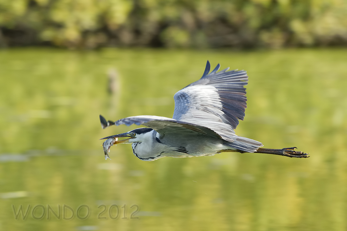 Gray heron