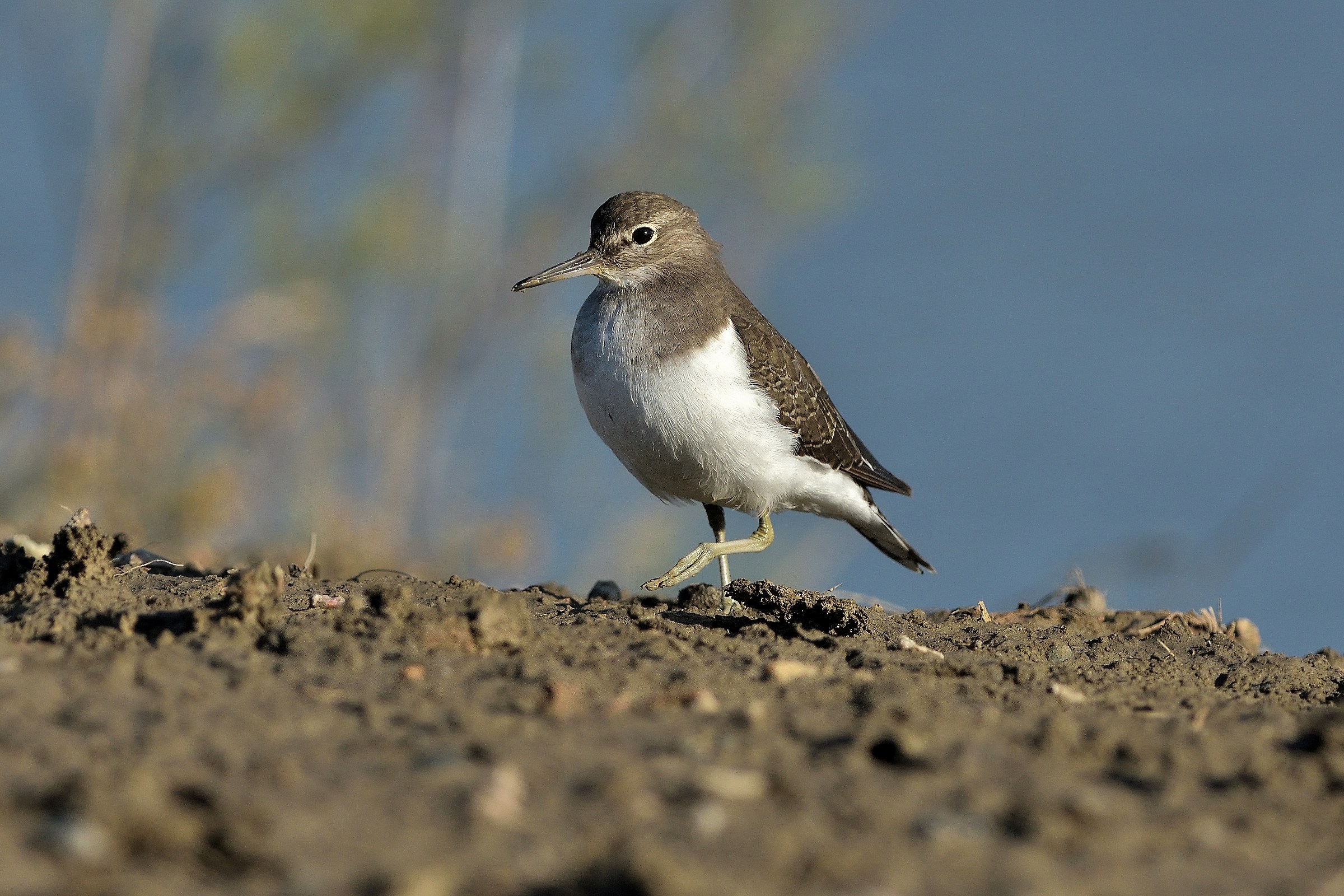 Common Sandpiper