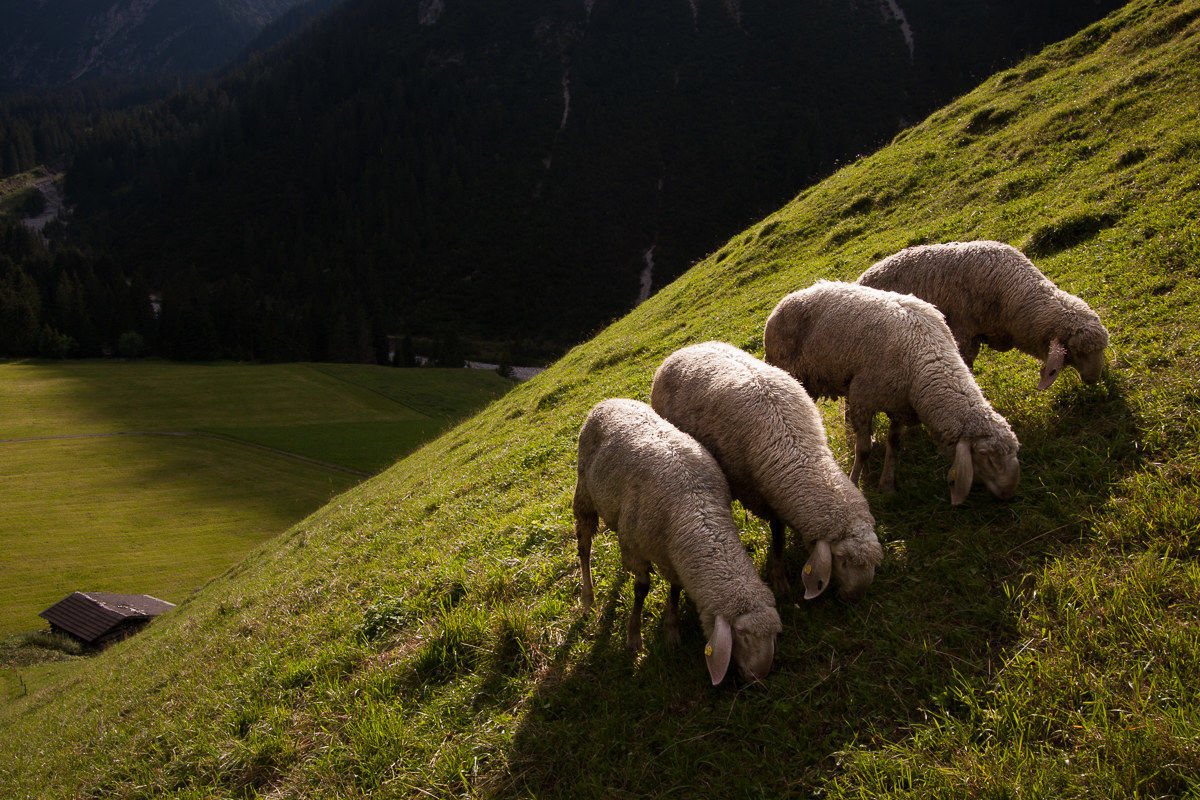 Those who do not graze in the company ...