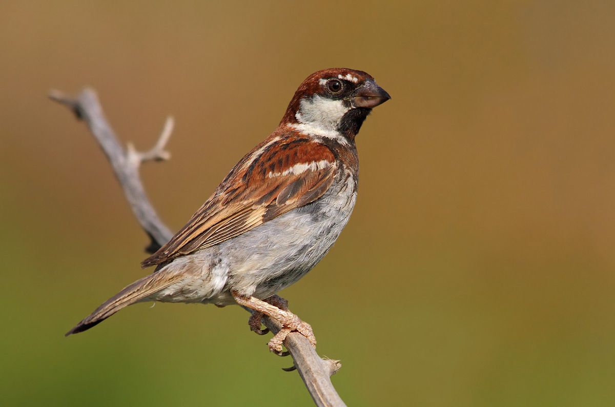 sparrow