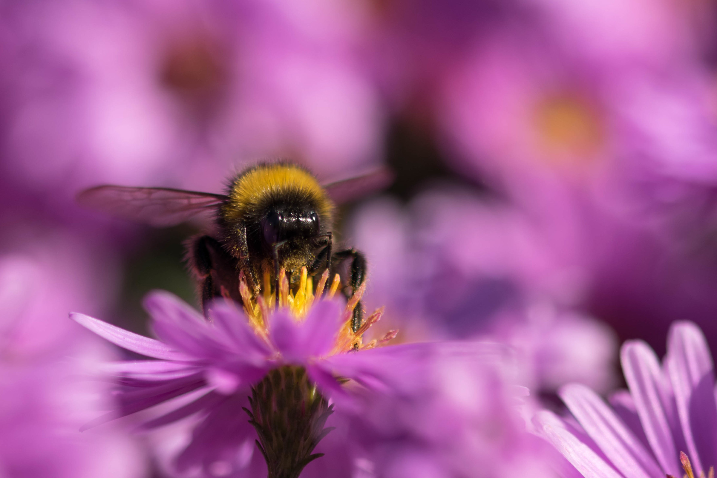 Dining In A Lilac Haze