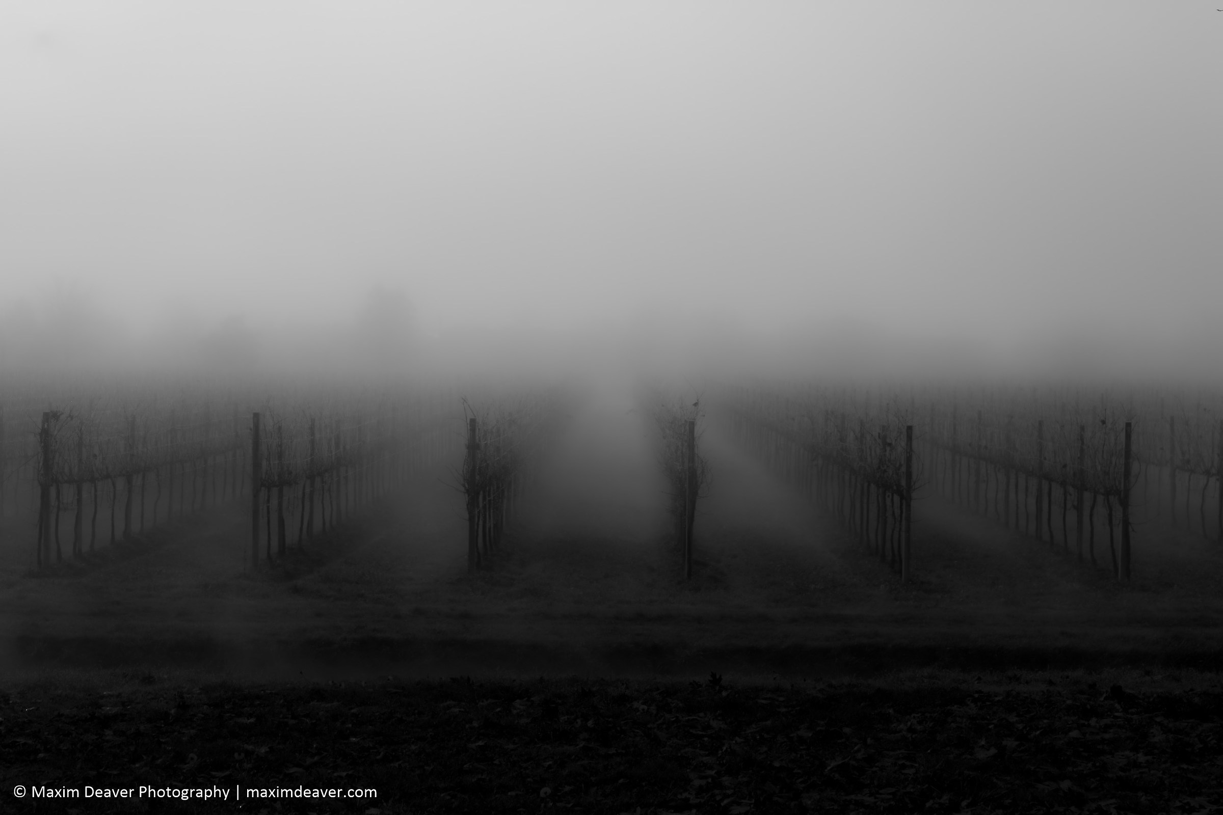 The mist descends across the Vineyards