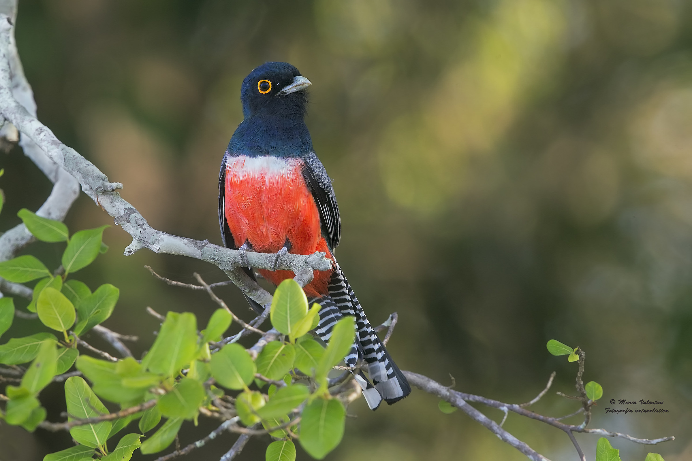 The beautiful trogon