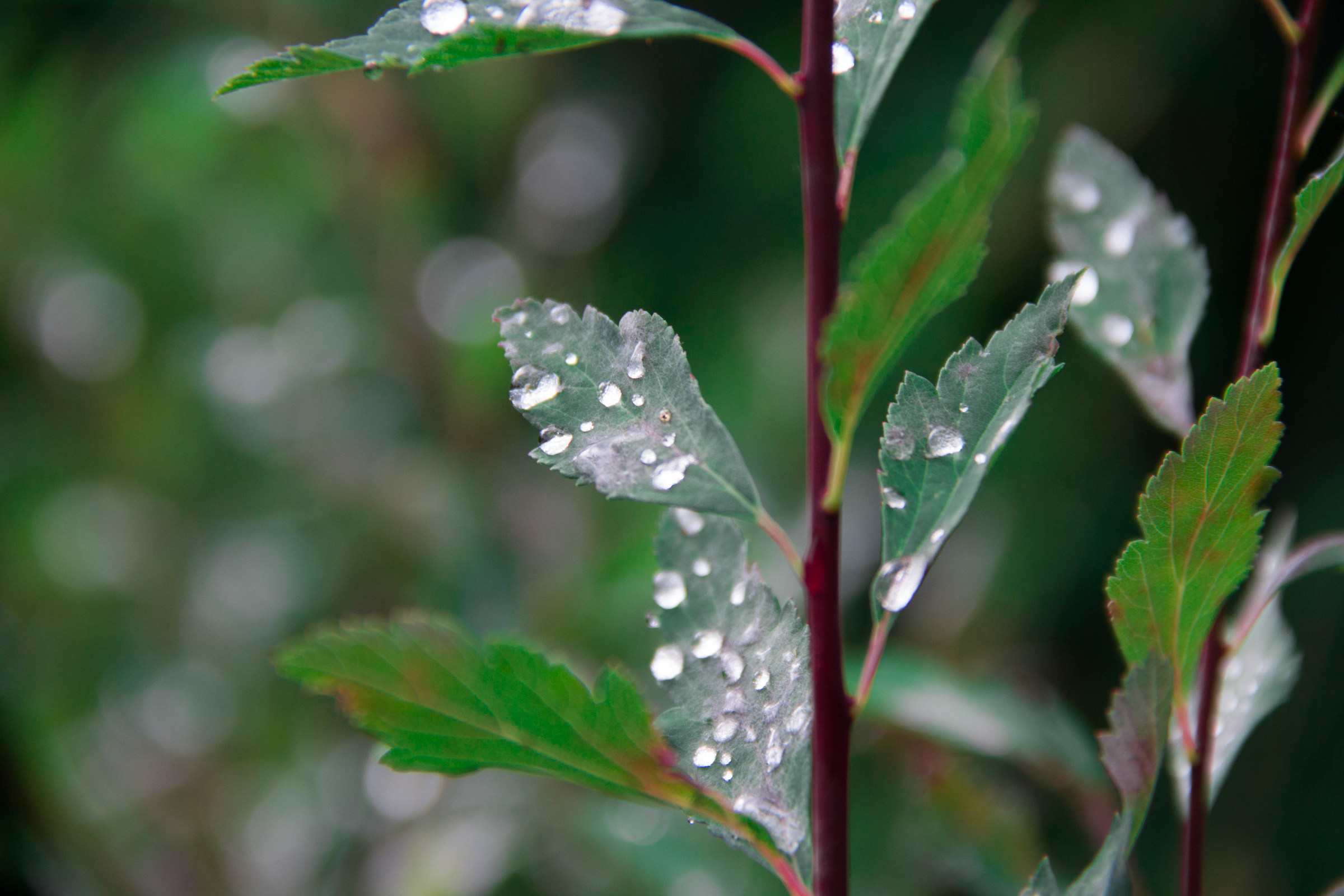 Water drops on leaves