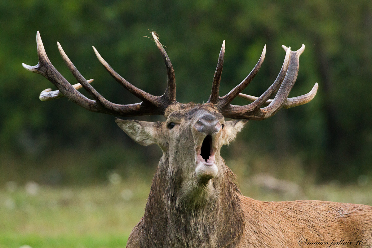 tempo di bramito...