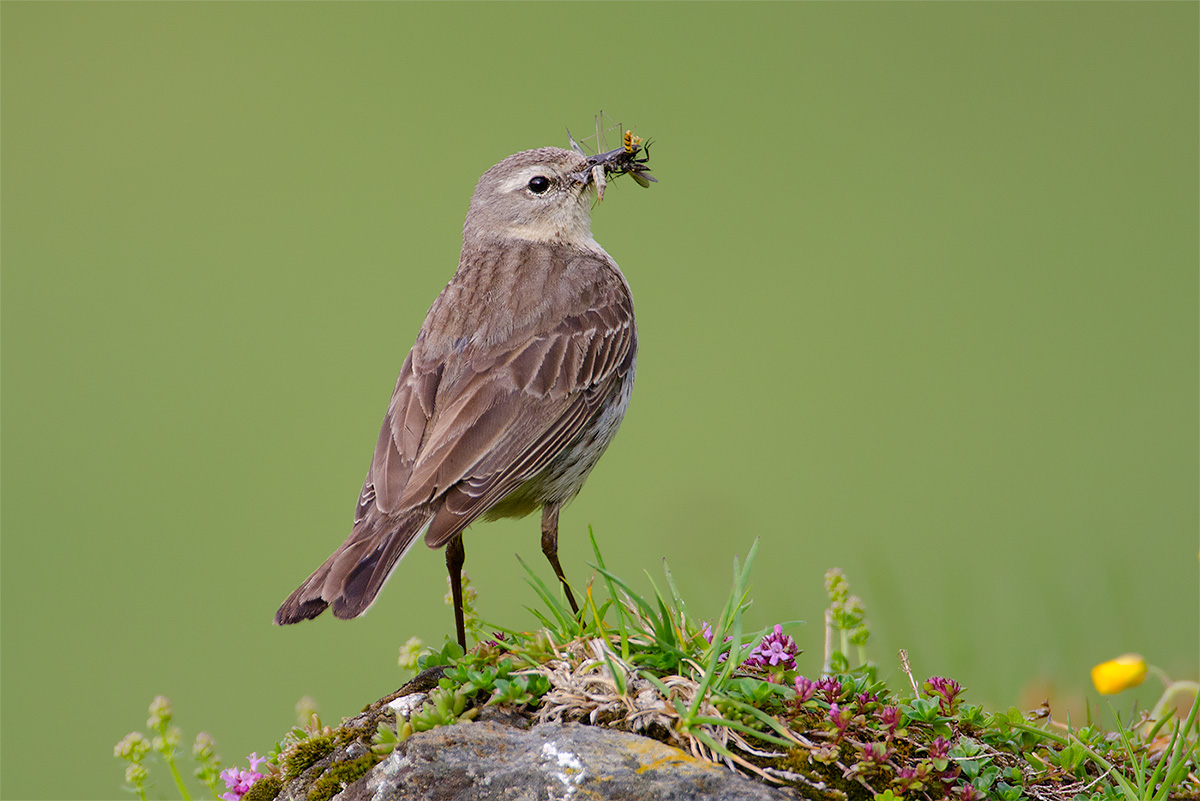 Water Pipit