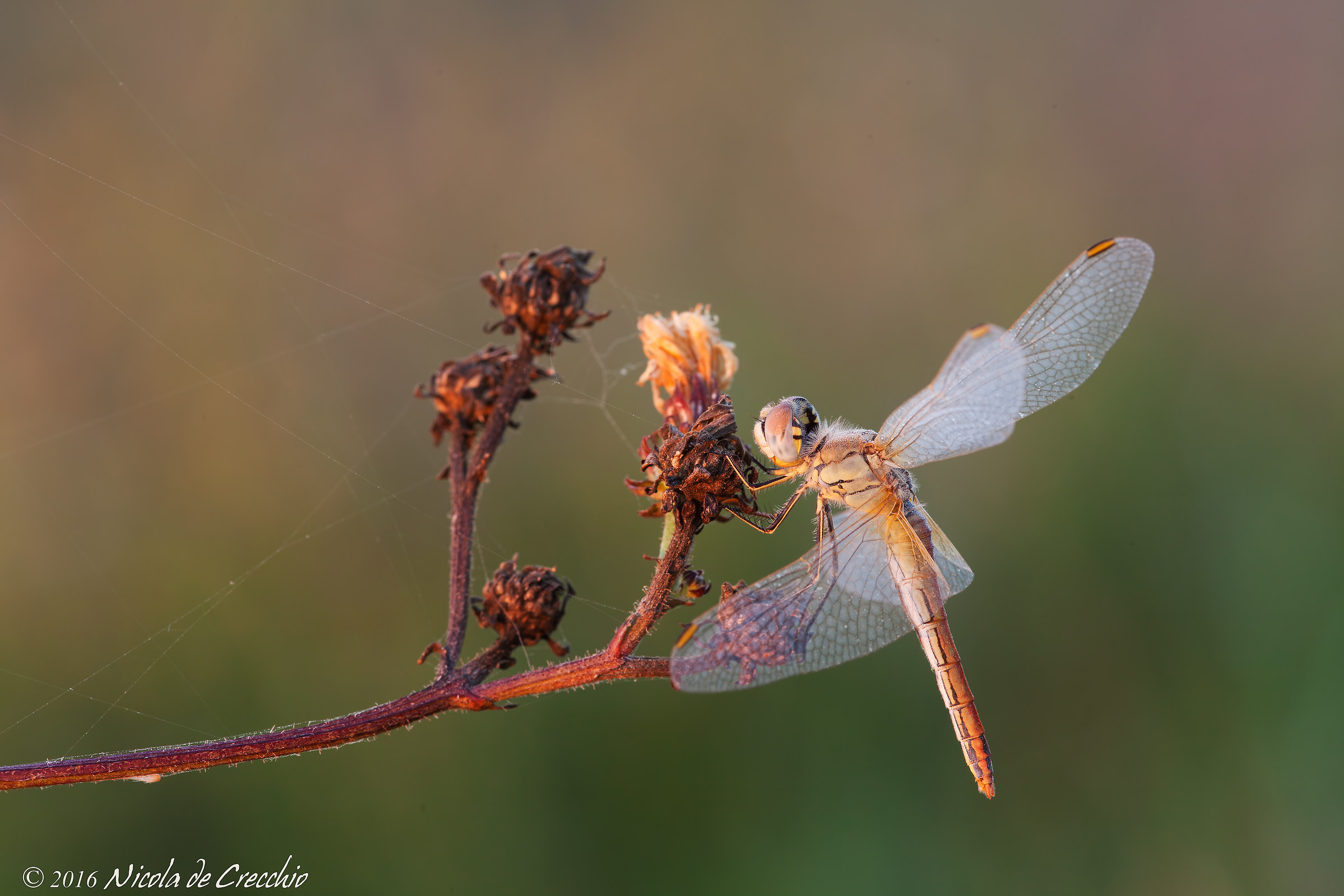 dawn dragonfly