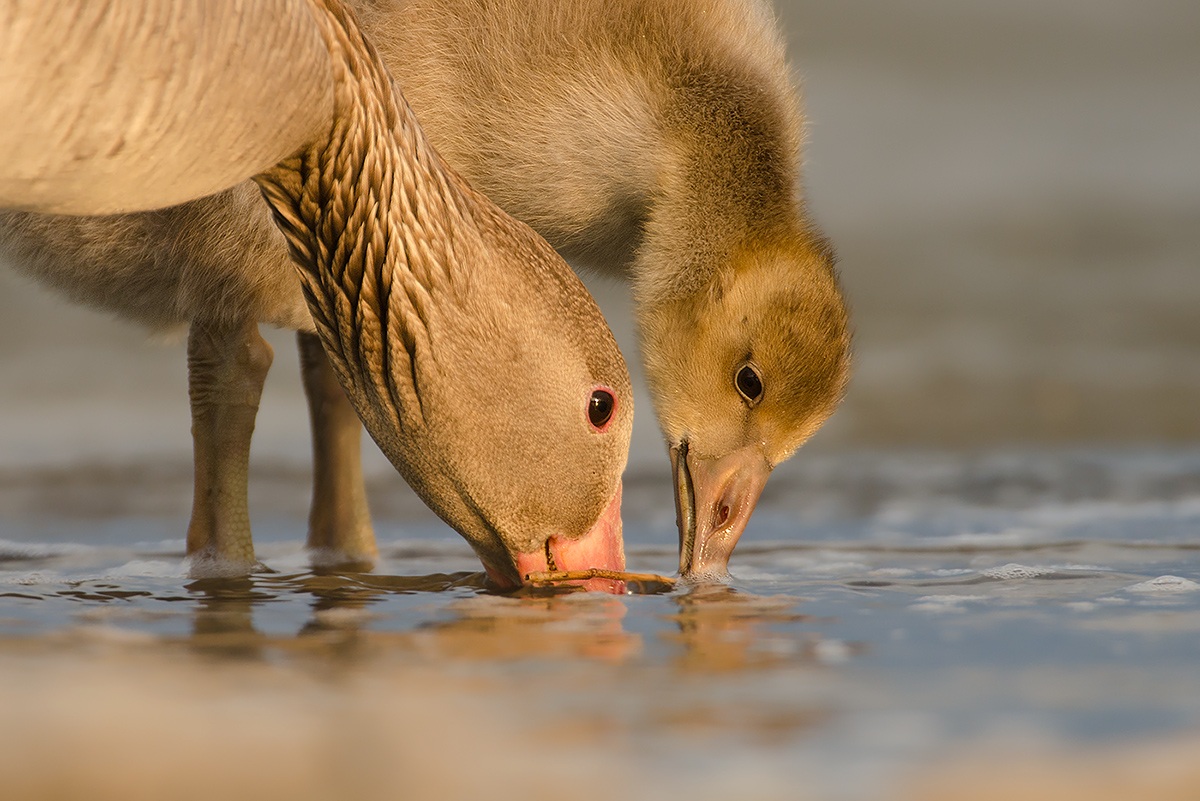 Greylag Goose