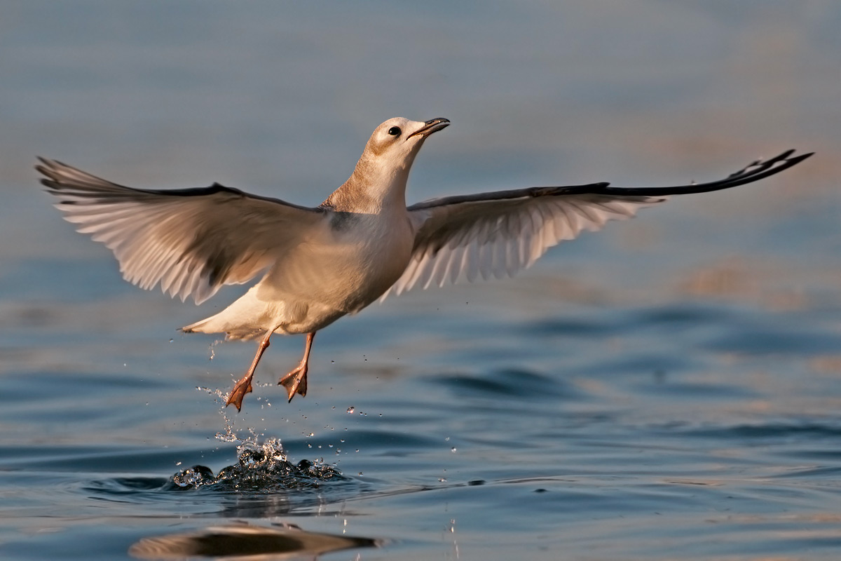 Sabine's Gull