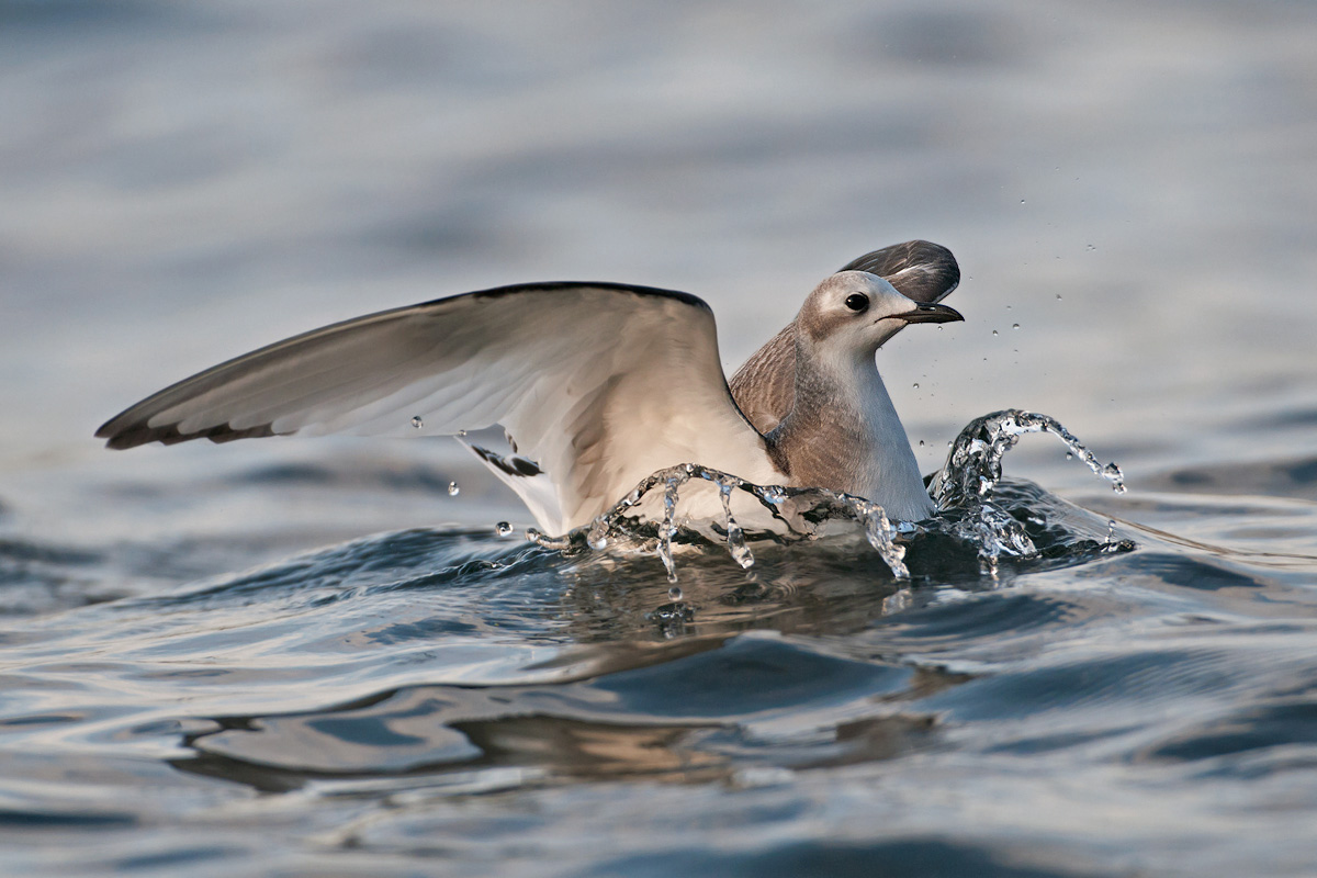 Sabine's Gull