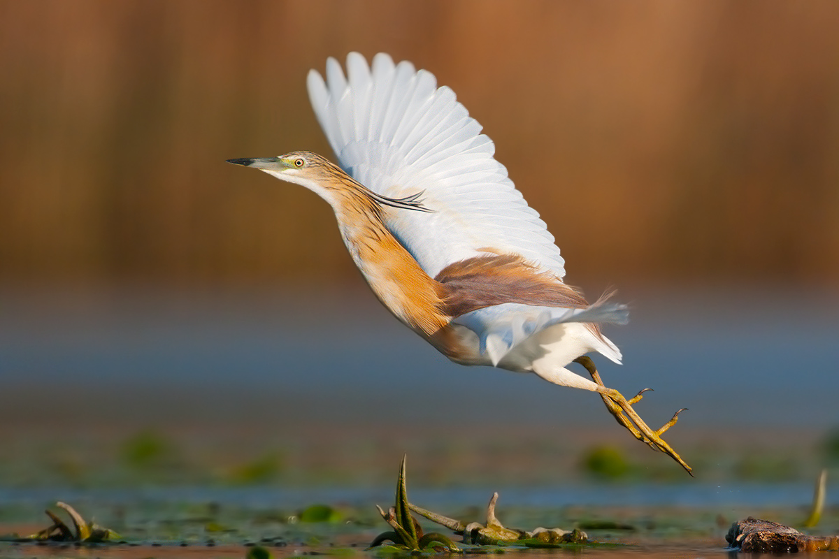Squacco Heron