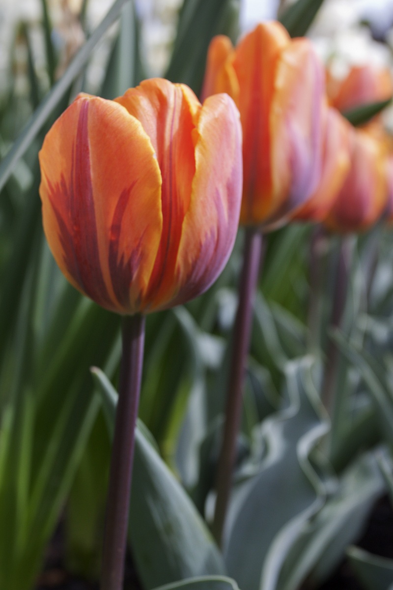 Tulip
