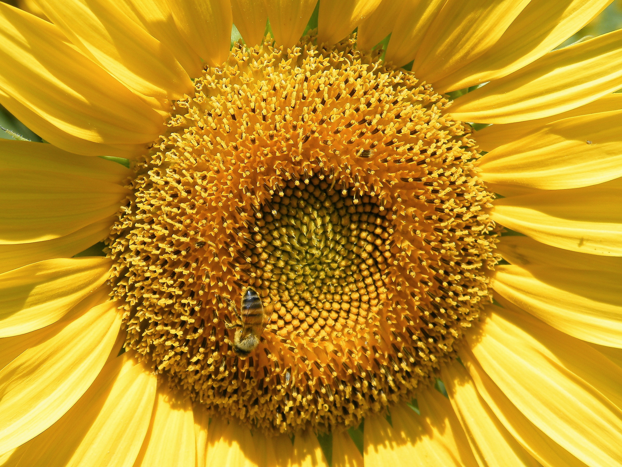 Lavoro...solo lavoro!