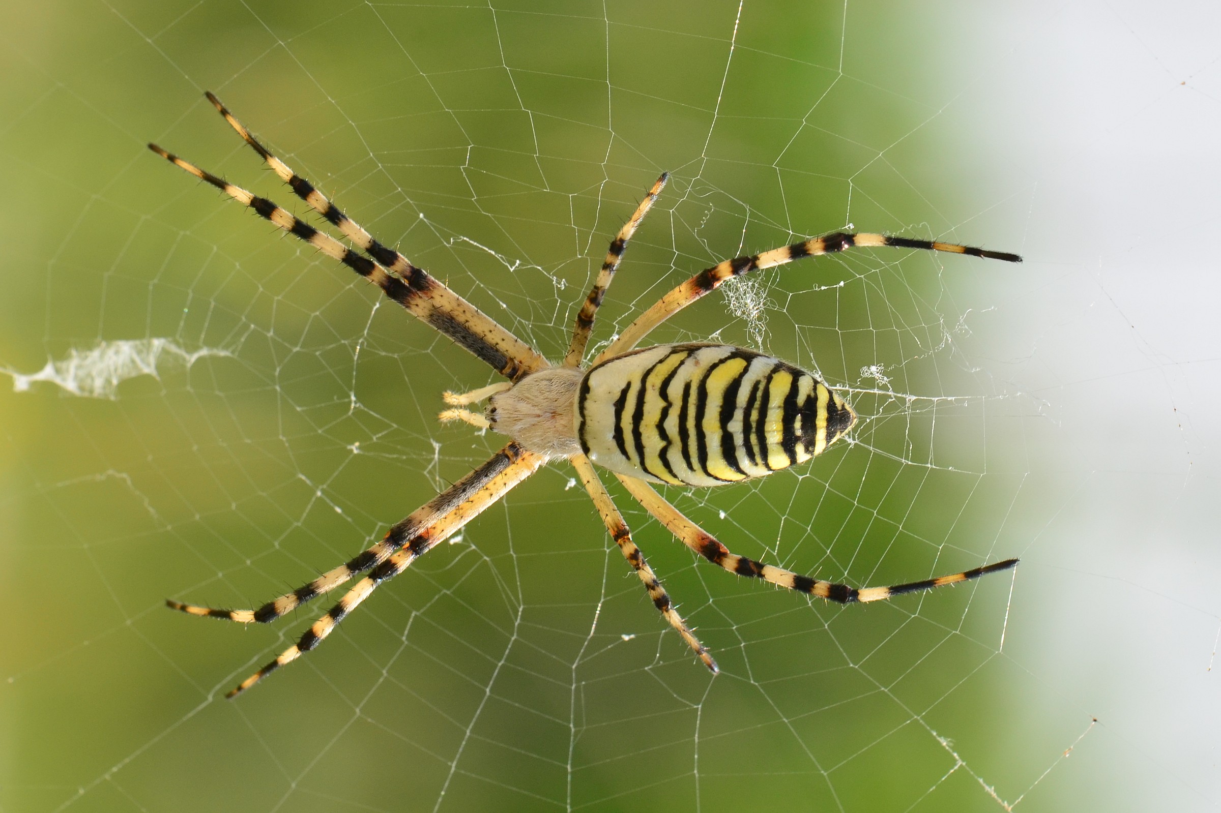 Argiope bruennichi