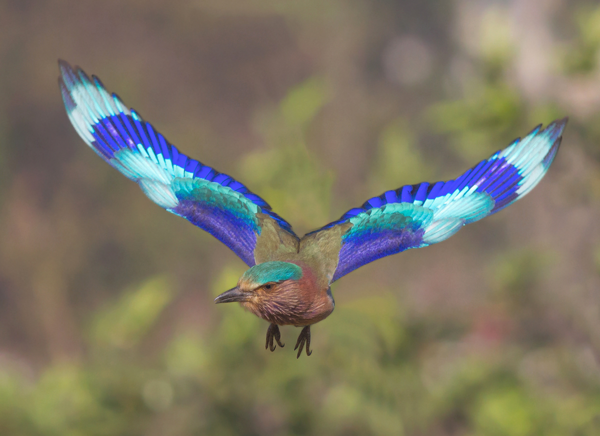 Indian roller in flight.