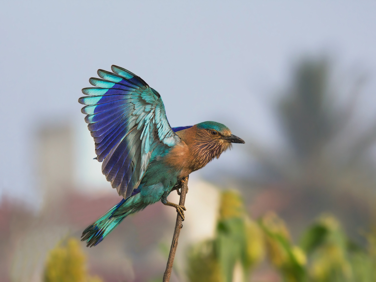 Indian roller in Flight #1