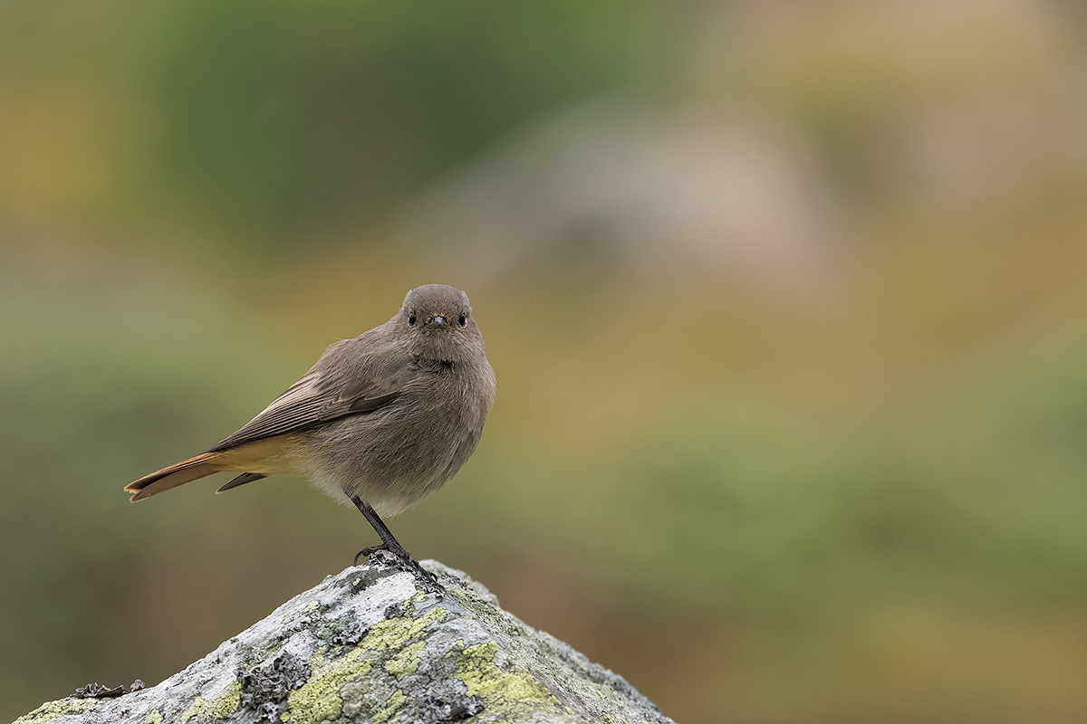 Redstart