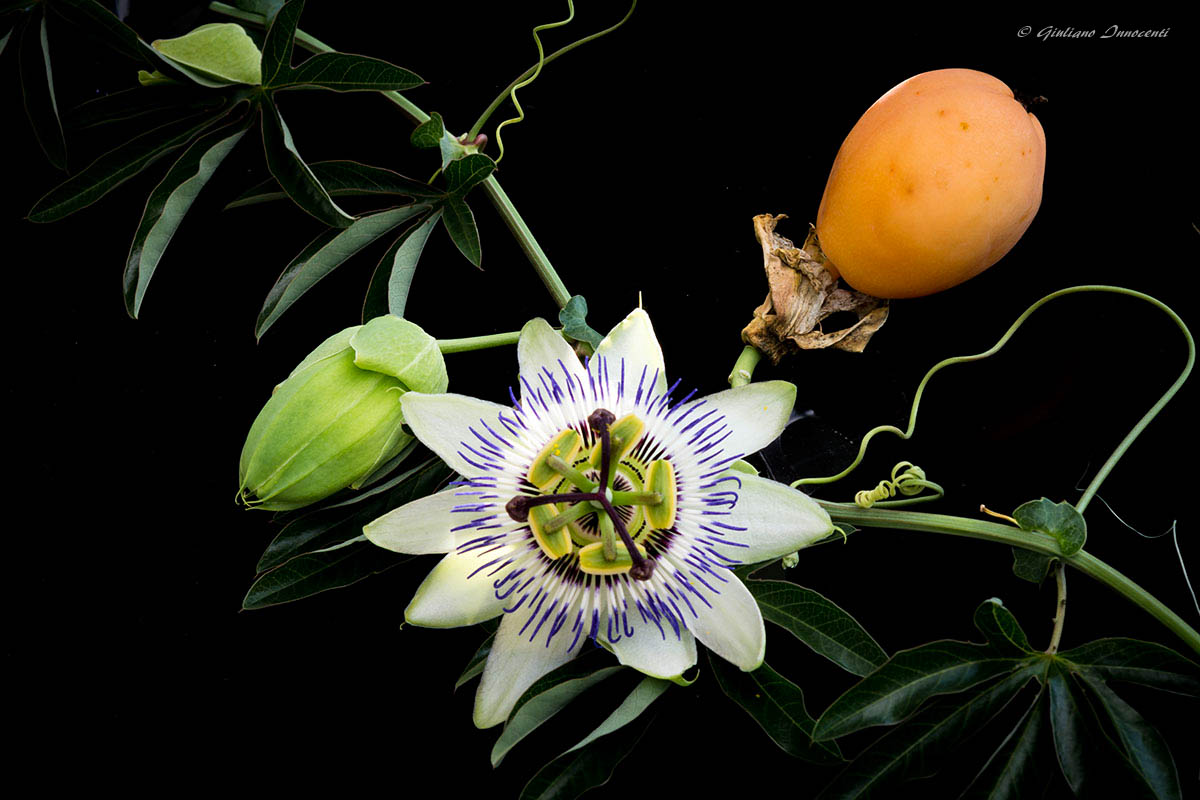 Passiflora