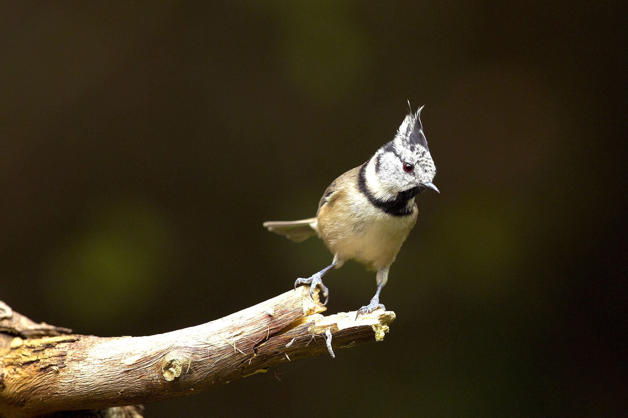 Here comes again ciuffetta