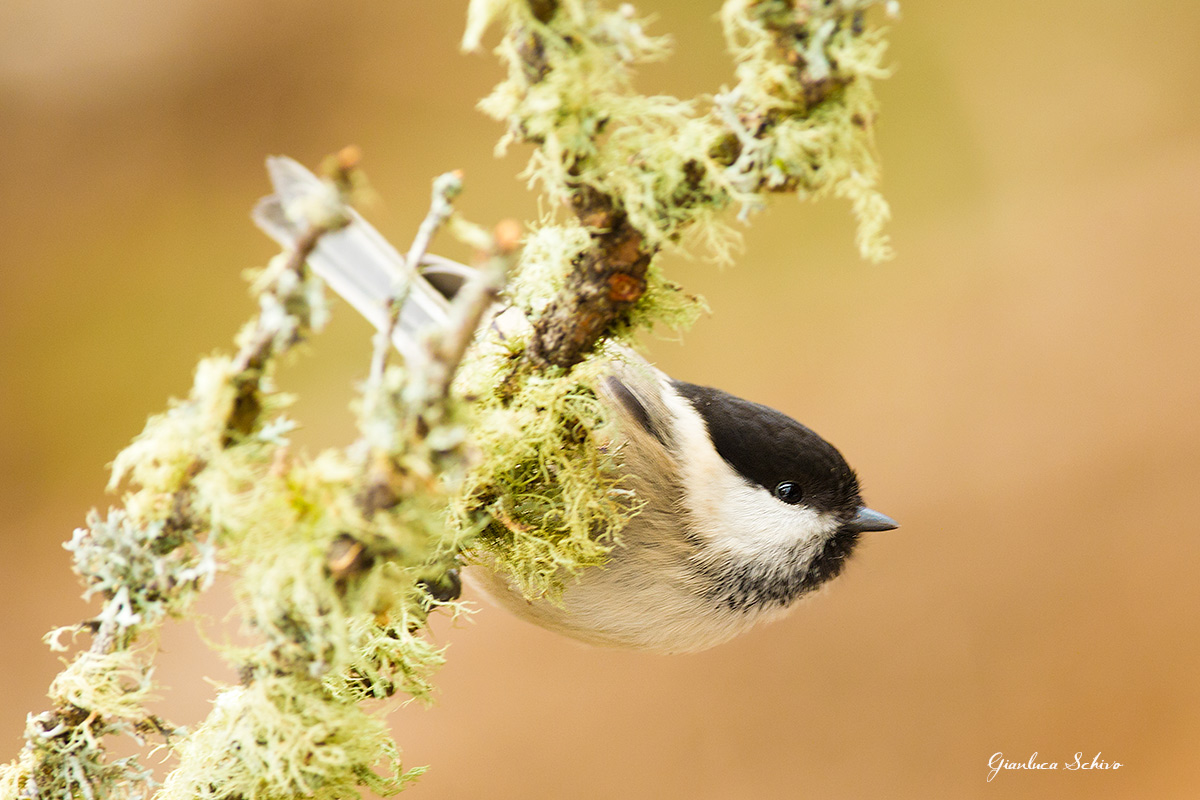 Marsh Tit