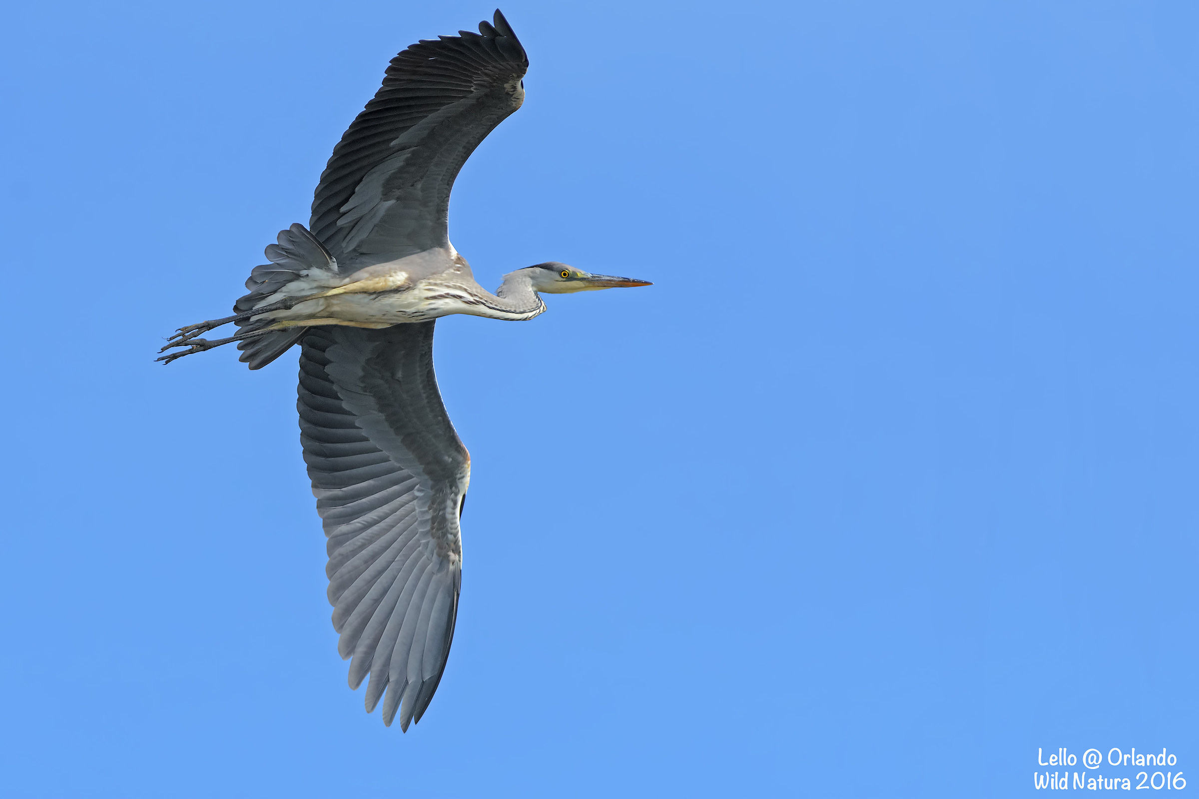 Grey Heron