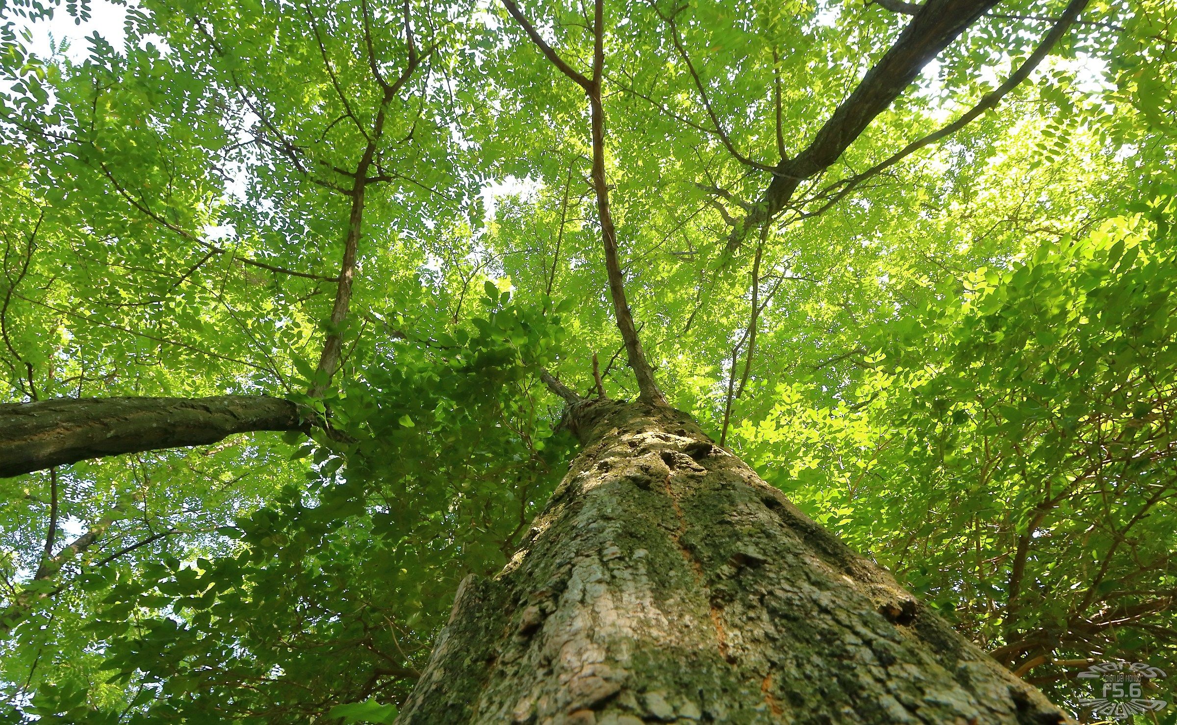 Sguardo verso l'alto
