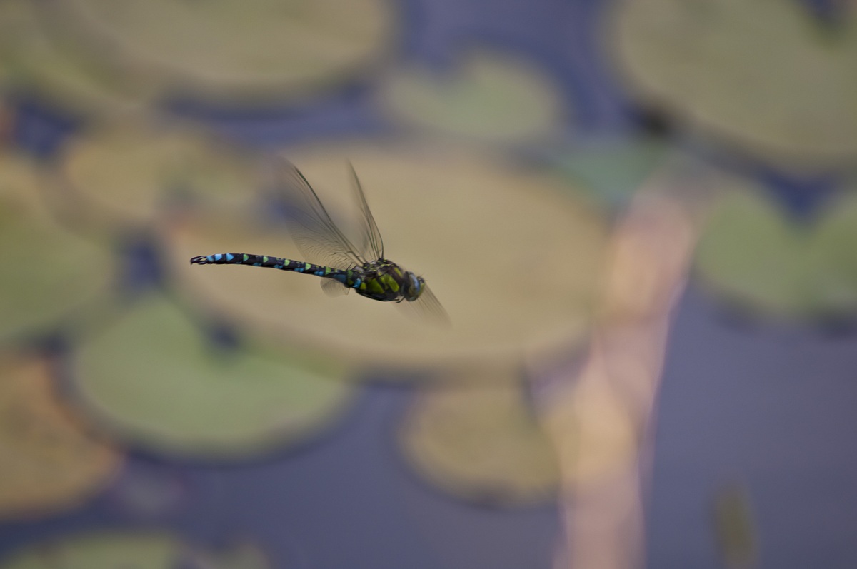 Dragonfly in flight