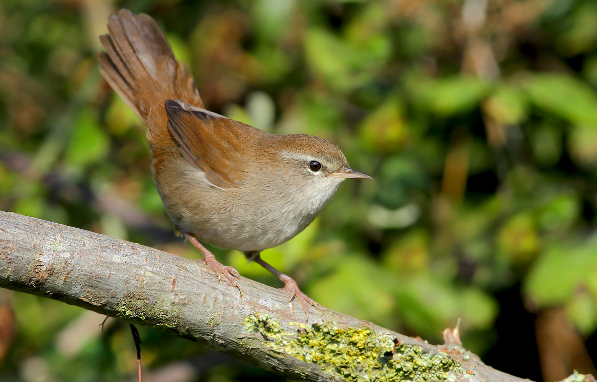 Cetti's Warbler