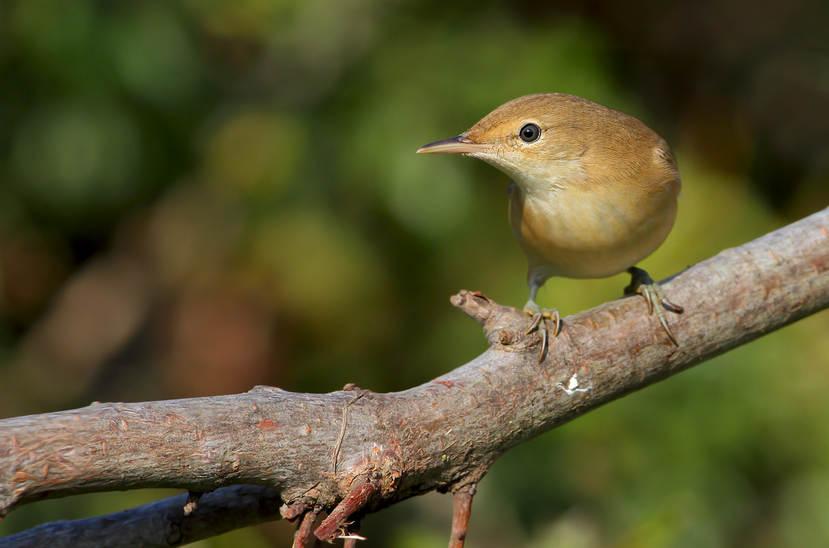 reed warbler
