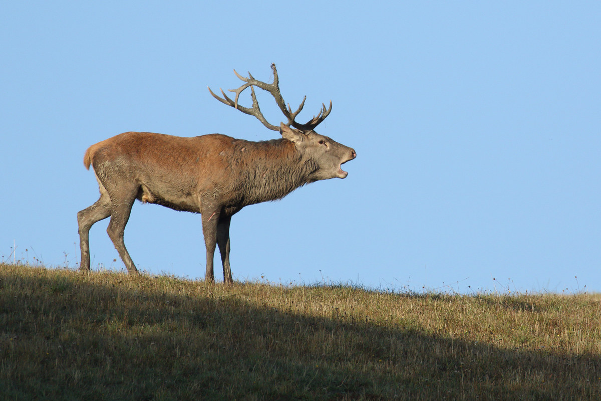 Noble deer - Bramito
