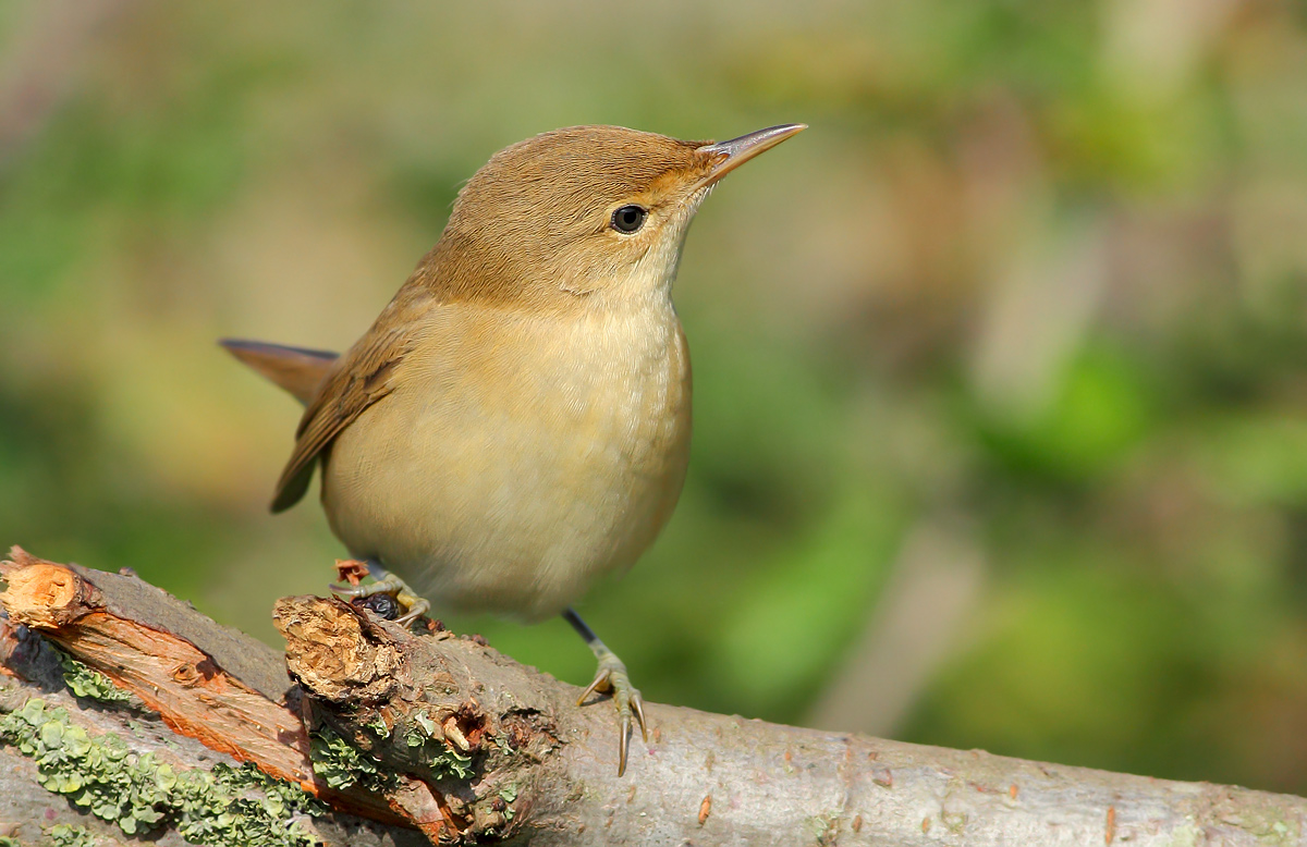 reed warbler