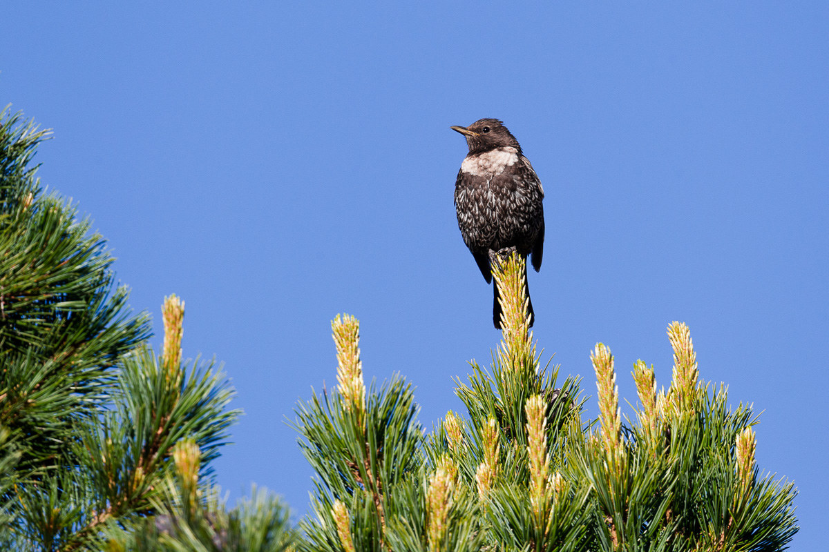 A Ouzel some set ...