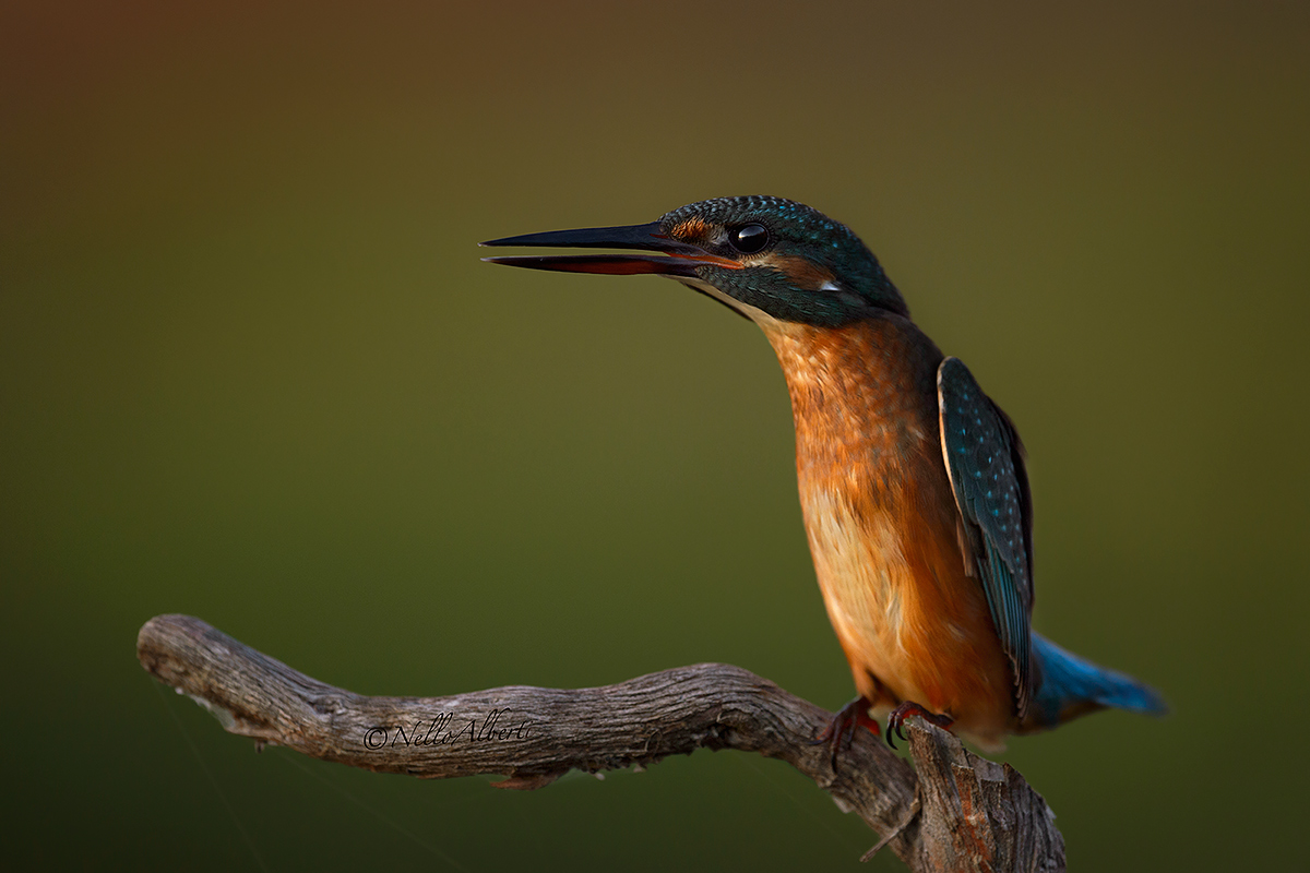 Martina the last light !!