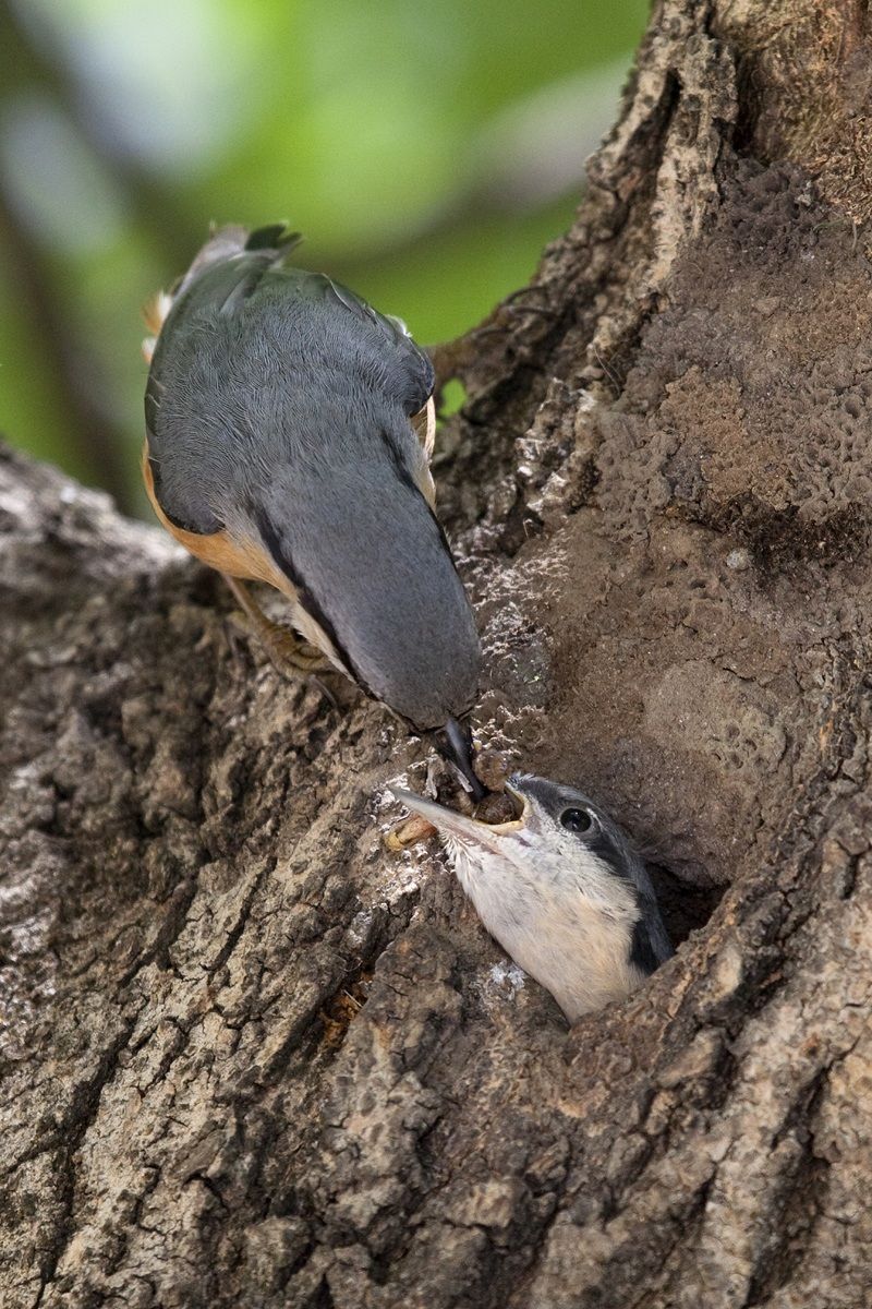 Picchio muratore- Imbeccata