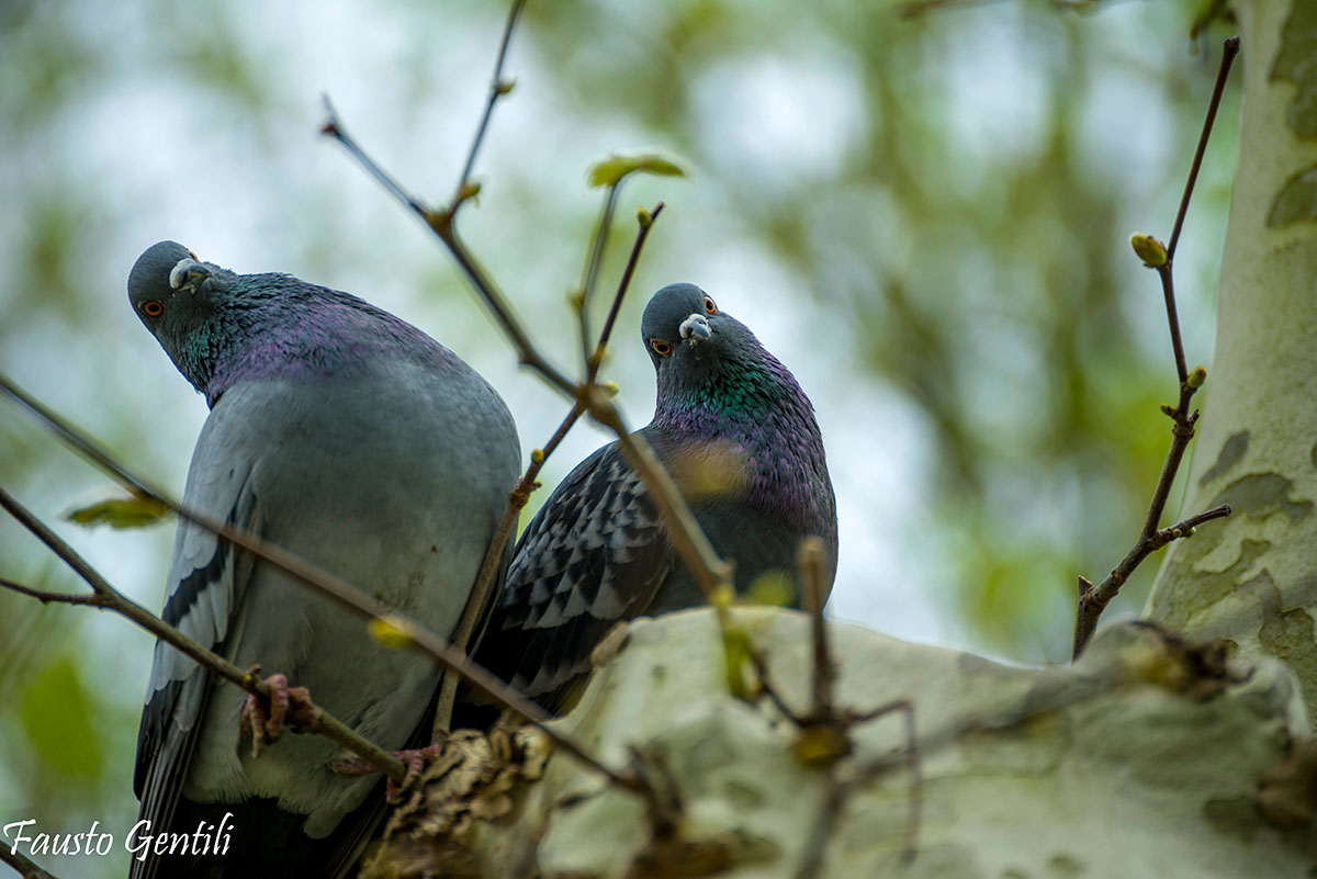 Piccioni curiosi
