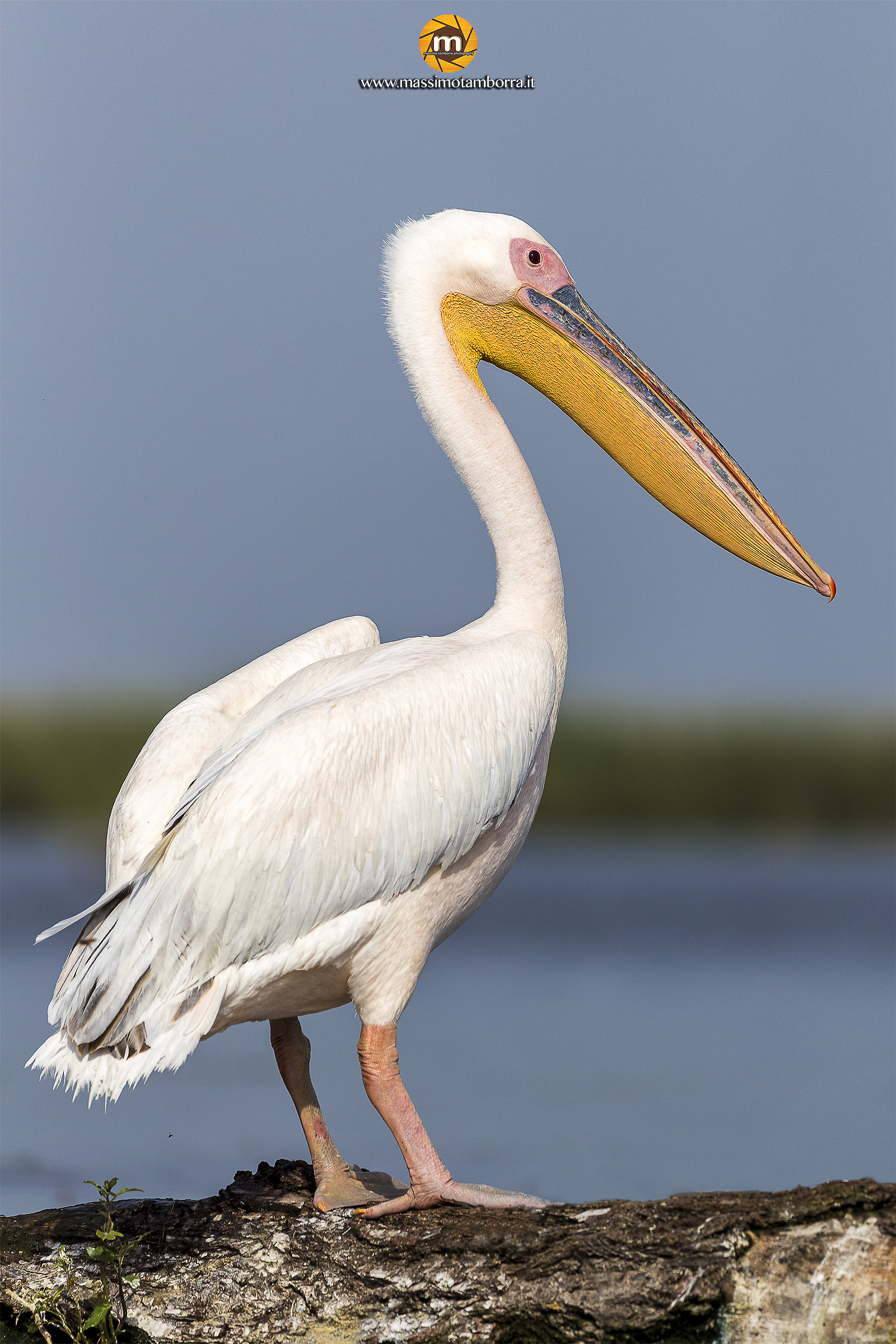 Great White Pelican