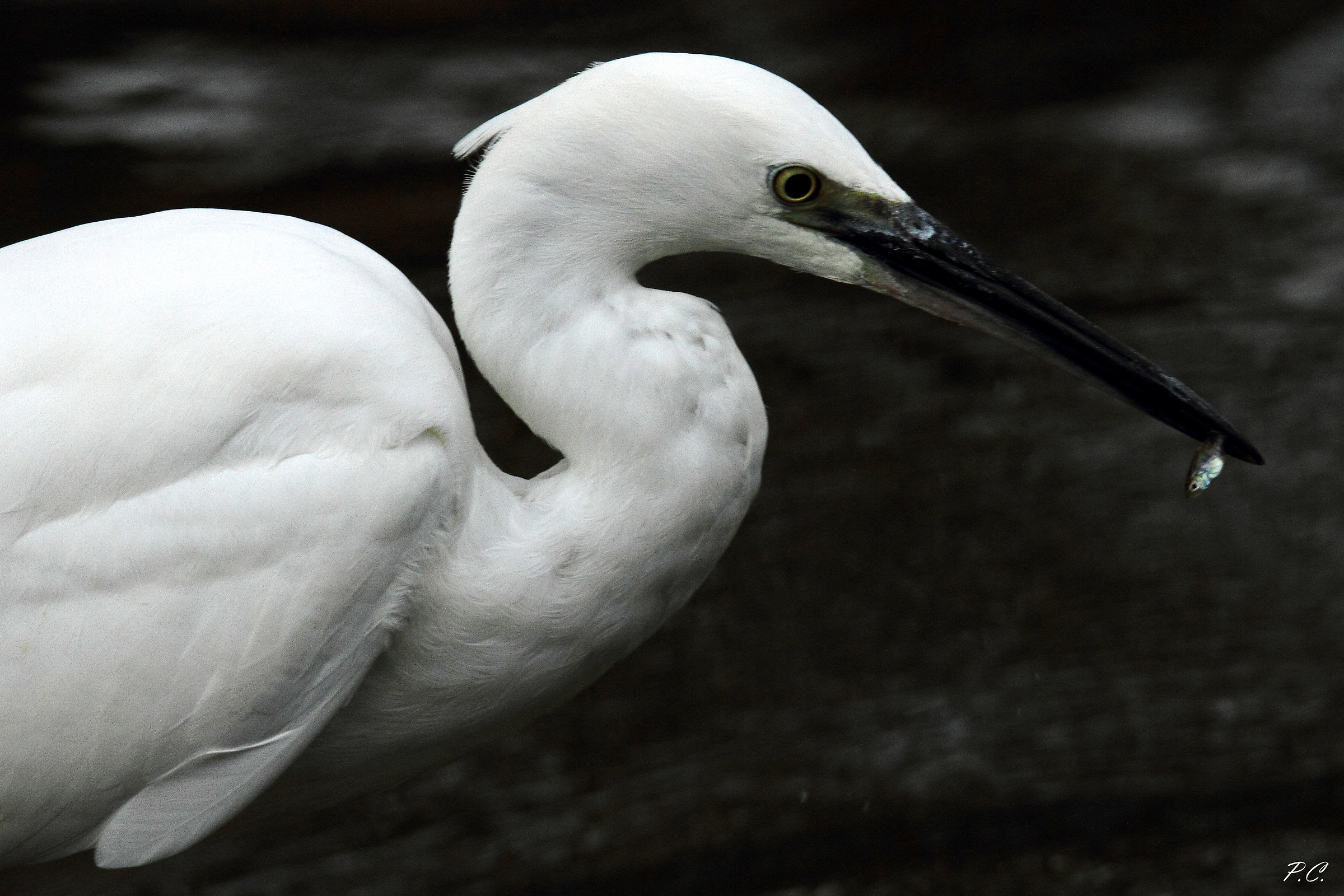 l 'Exterminating Angel 2