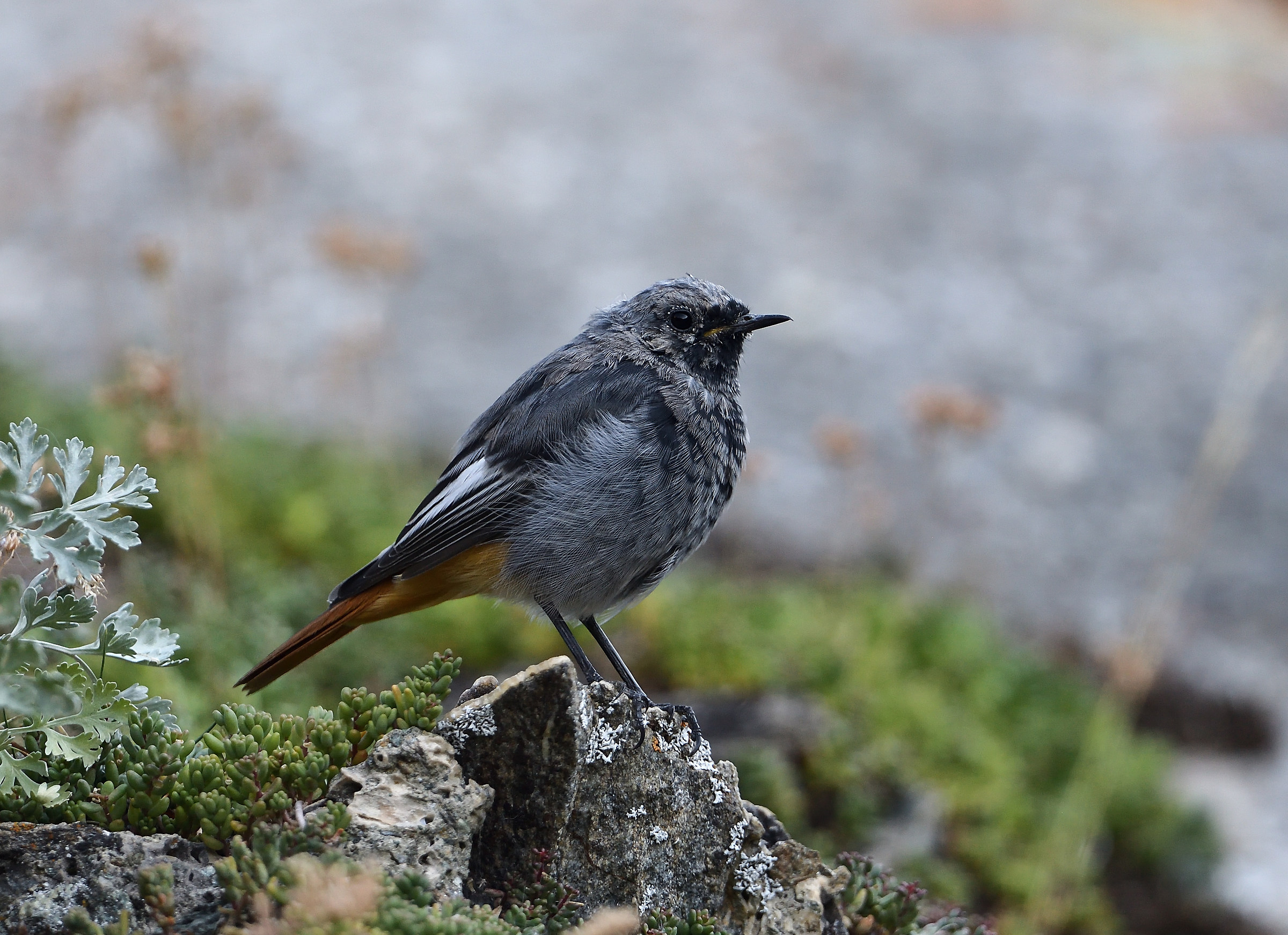 codirosso spazzacamino