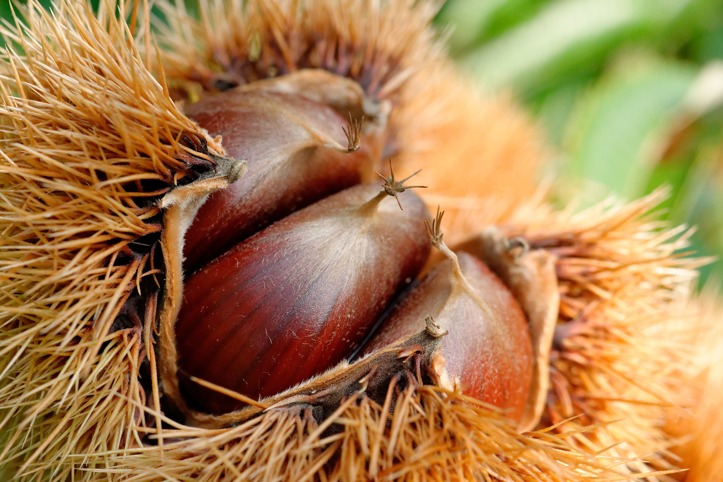 Profumo d'autunno...