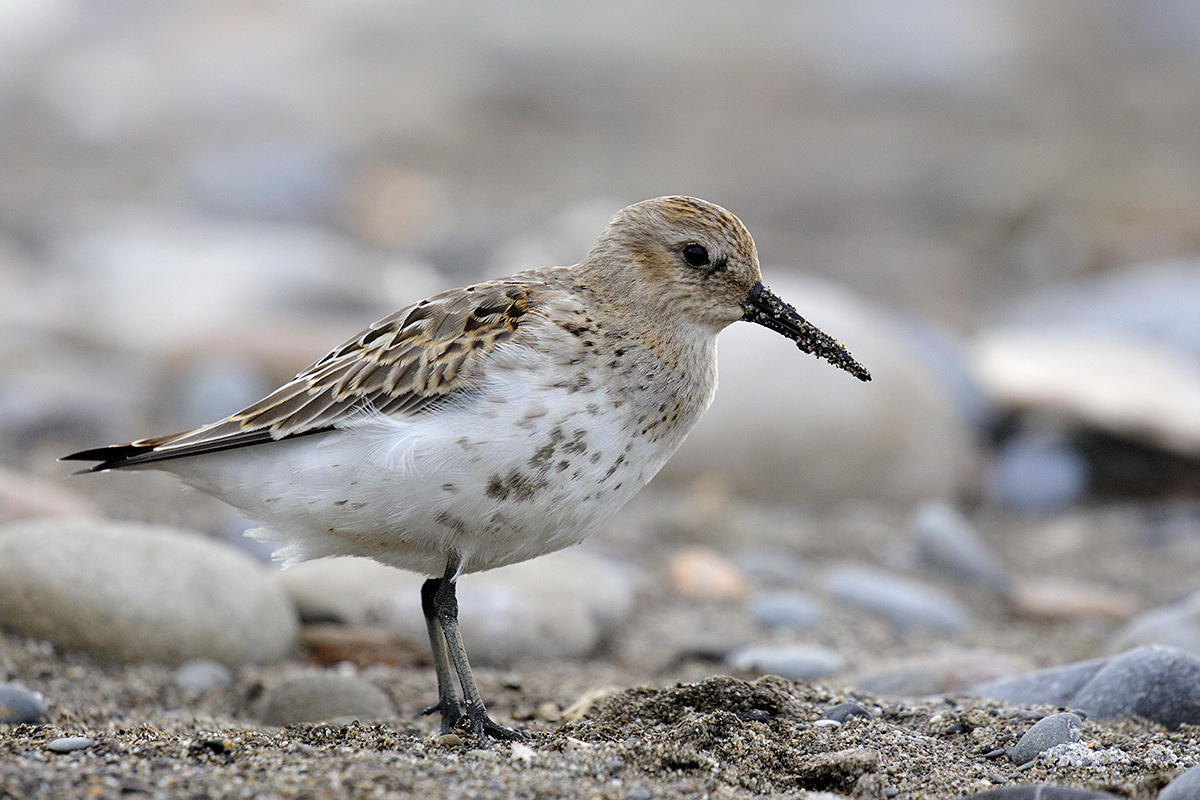 Calidris alpina - Dunlin