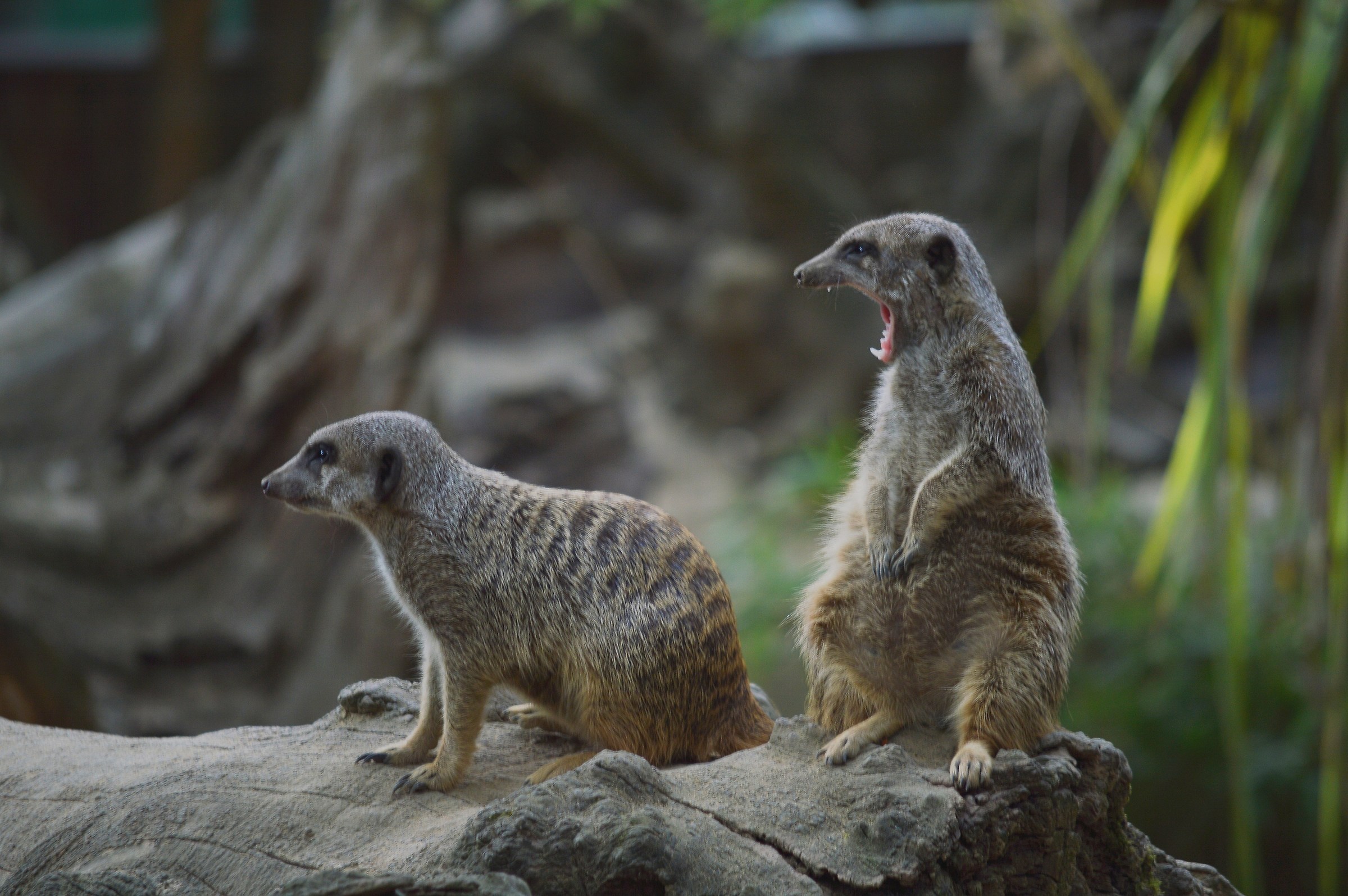 If you do not take you there, I'll give you a bite ....