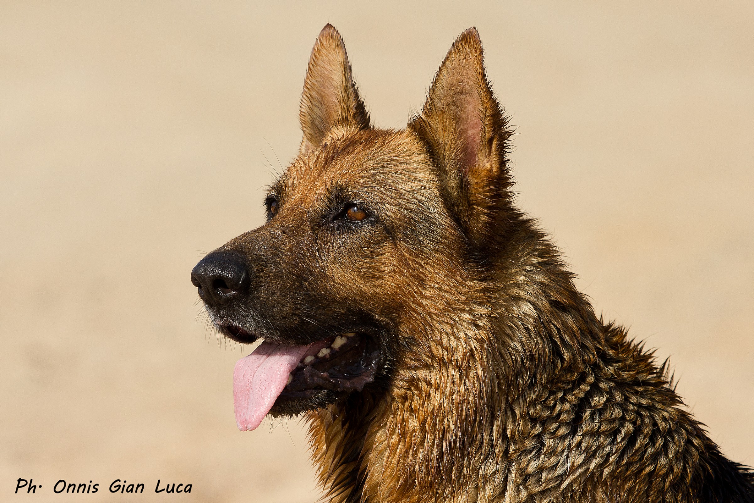 German Shepherd
