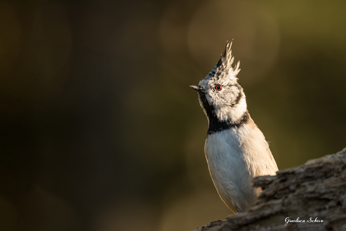 Crested Tit
