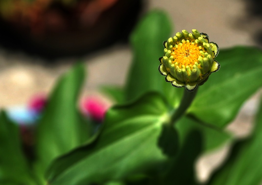 Zinnia Cactus