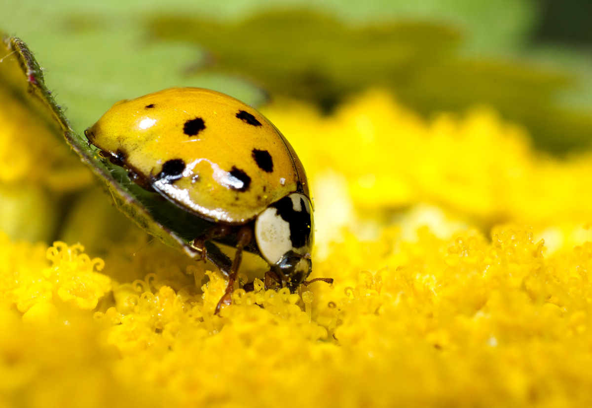 Coccinella su achillea