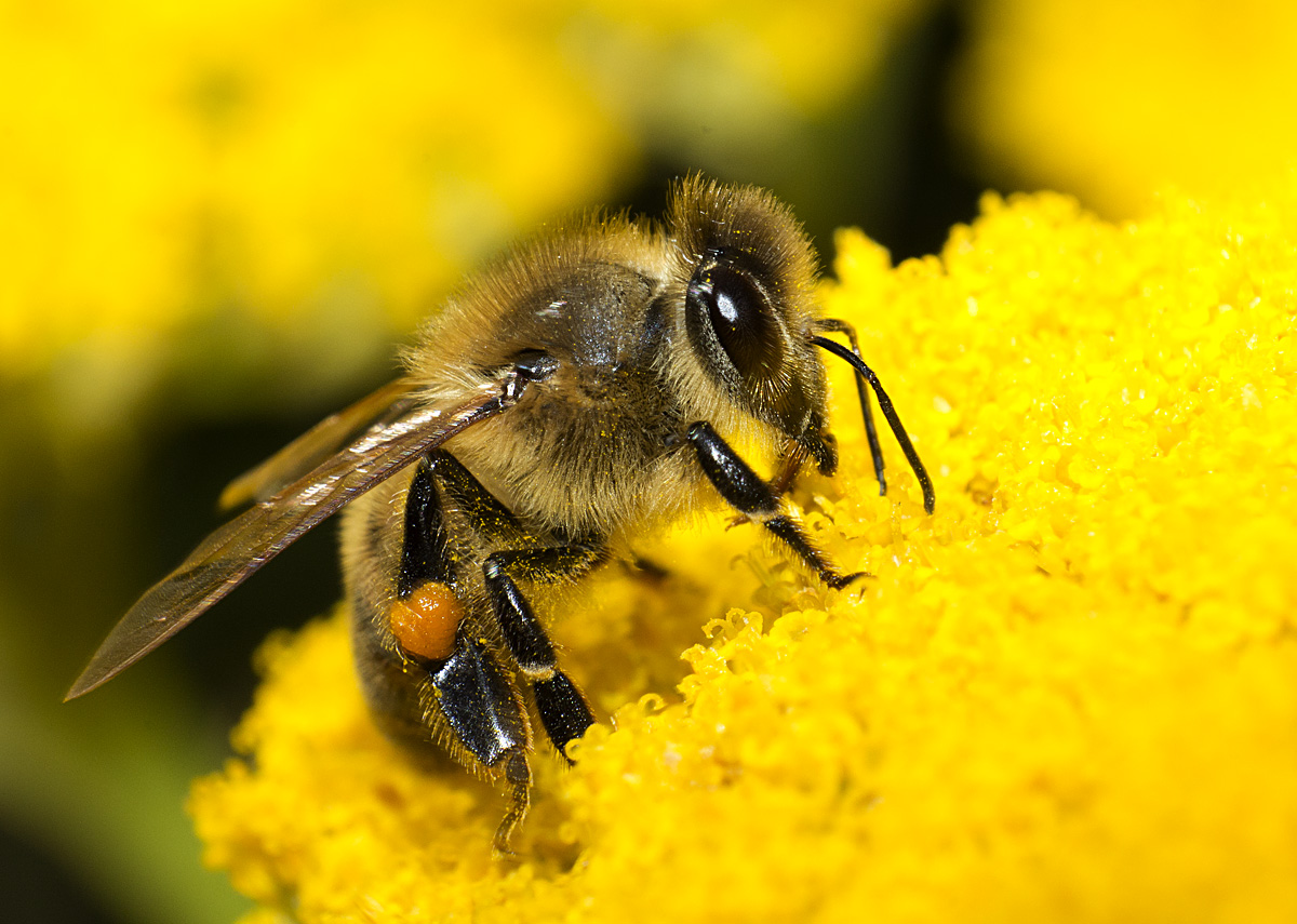 Bee on Yarrow
