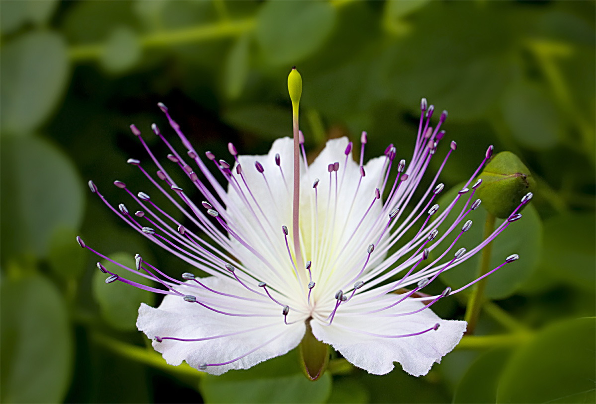 Cappero: fiore e bocciolo