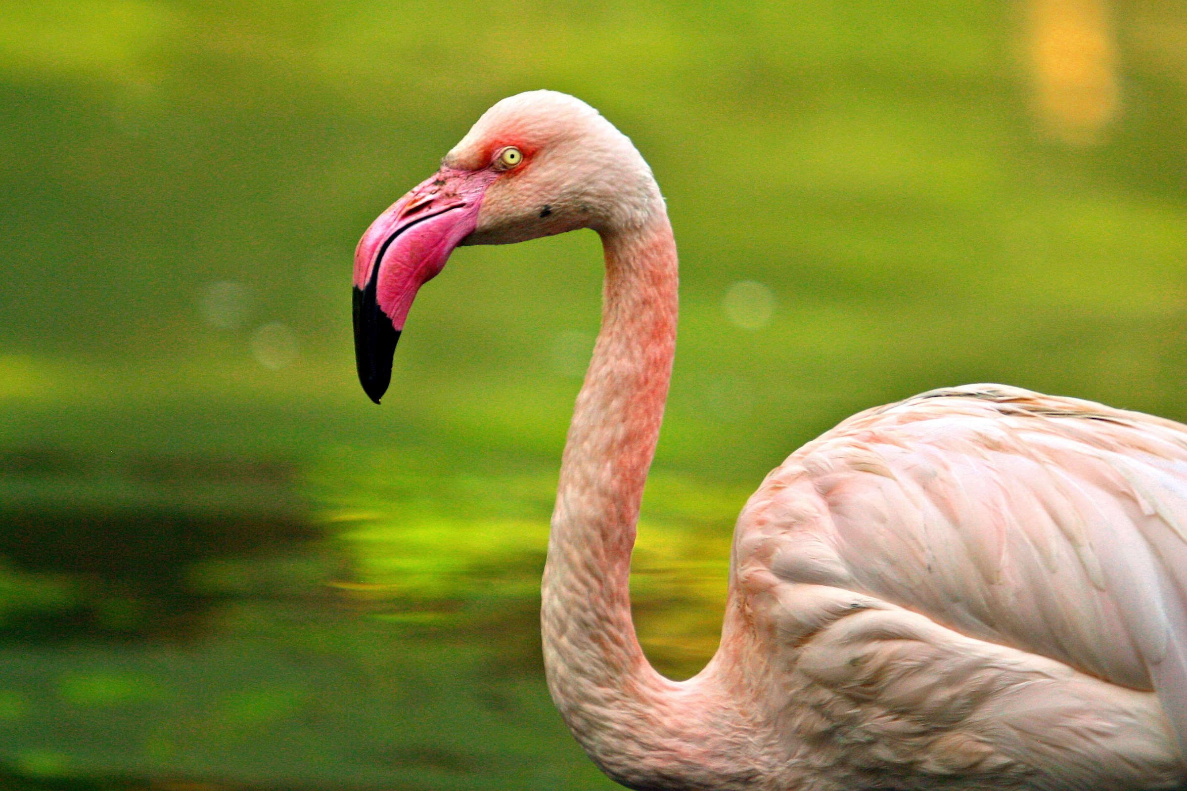 pink flamingo